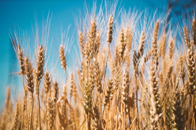 Evropa čeká rekordní úrodu pšenice