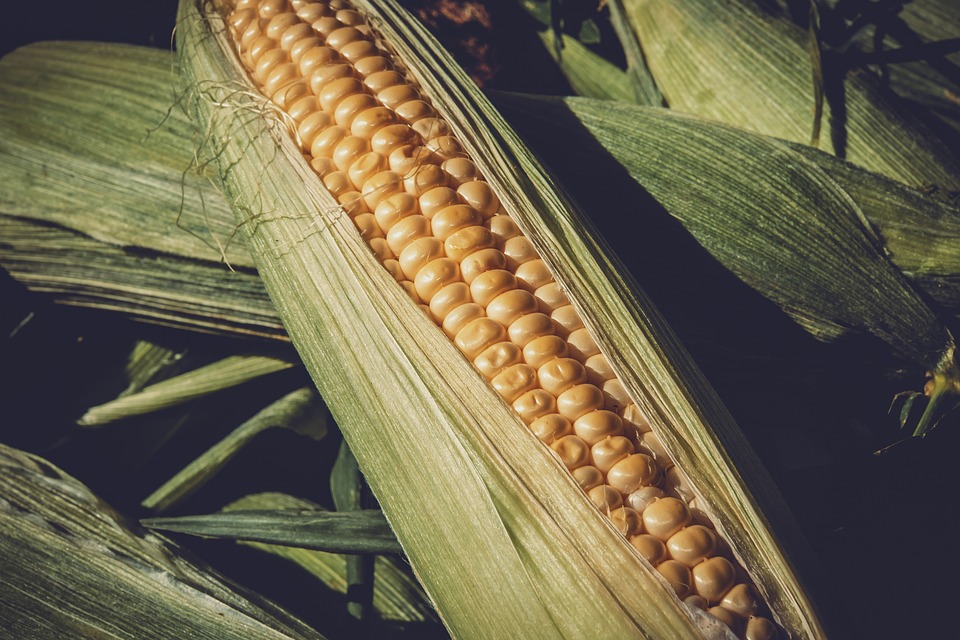 Bude kukuřice nedostatek?