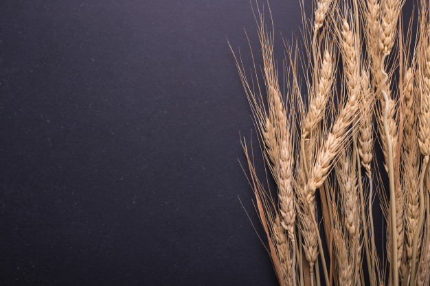 Jak obchodovat komodity - Pšenice, kukuřice (8. díl)