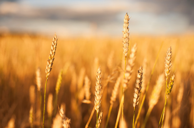 Rekordní úroda pšenice, kukuřice bude zřejmě méně