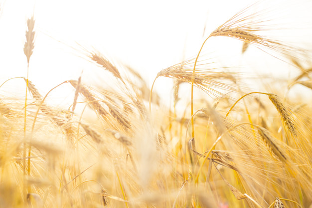 Zásoby pšenice stále rekordní