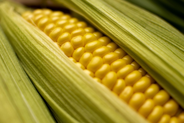 Americká produkce kukuřice slábne